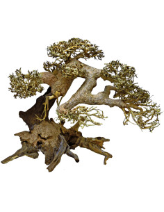 Bonsai XS