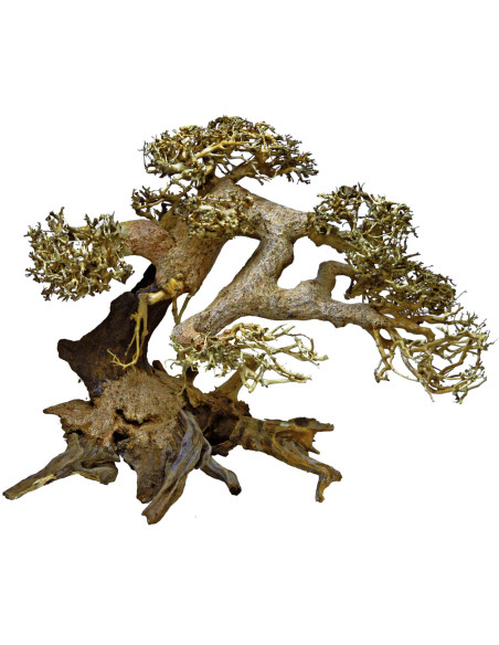 Bonsai XS