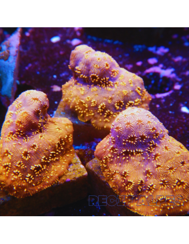 copia de Pavona maldivensis Green