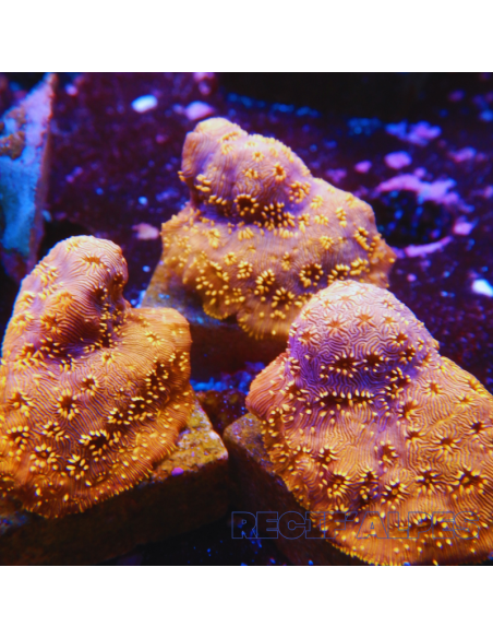 copia de Pavona maldivensis Green