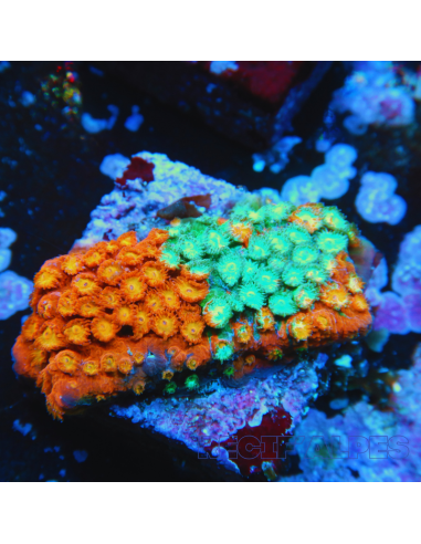 copia de Cyphastrea Jingle Bells