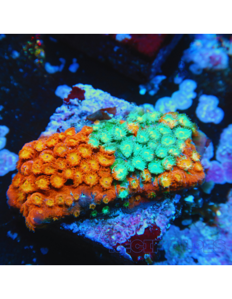copia de Cyphastrea Jingle Bells