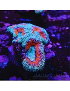 copia de copia de Acanthastrea lordhowensis ULTRA RED