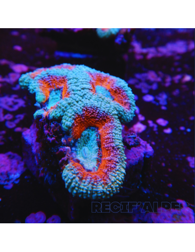 copia de copia de Acanthastrea lordhowensis ULTRA RED