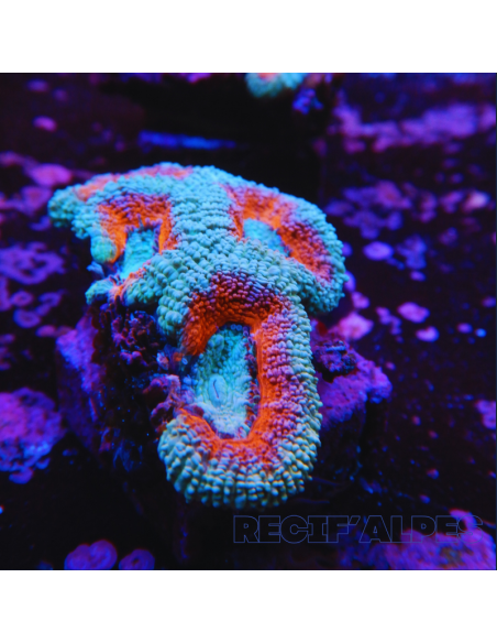 Micromussa lordhowensis (ex Acanthastrea)