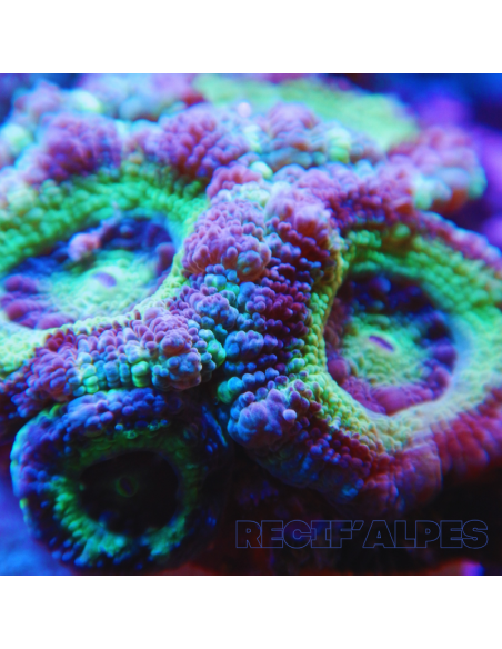 Micromussa lordhowensis (ex Acanthastrea)