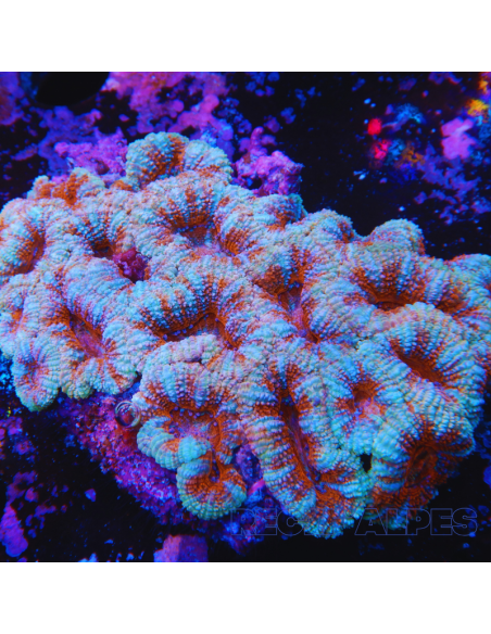 Micromussa lordhowensis (ex Acanthastrea)