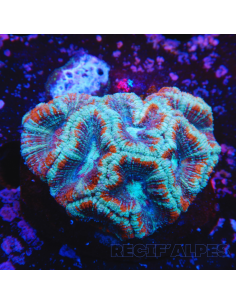 Micromussa lordhowensis (ex Acanthastrea)