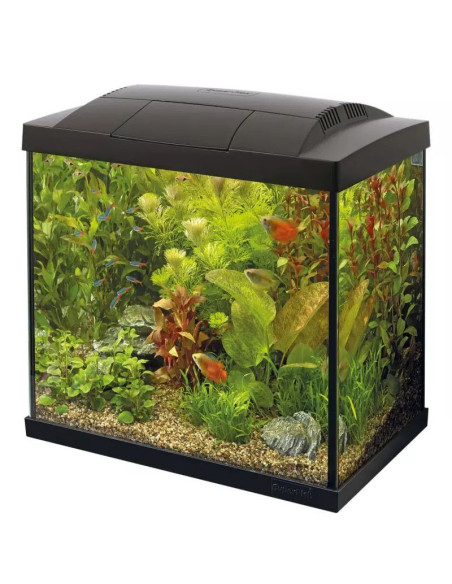 SF START 30 TROPICAL KIT NOIR