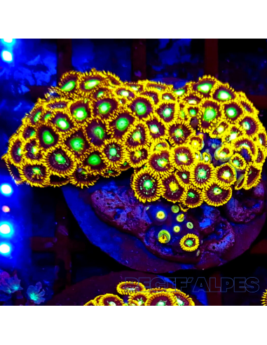 Zoanthus Nuclear Citrus