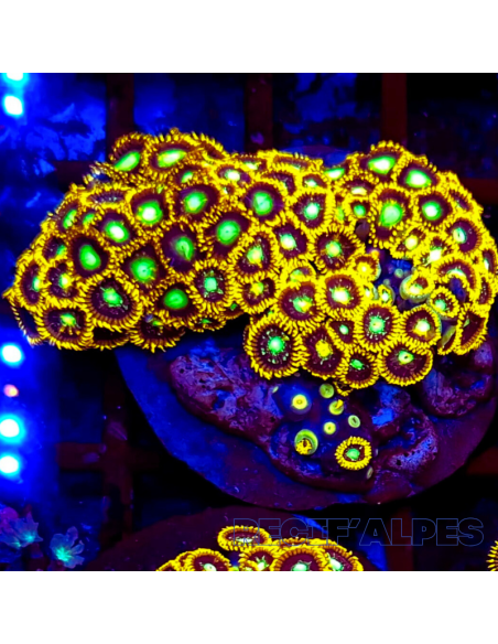 Zoanthus Nuclear Citrus