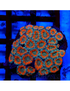 Micromussa lordhowensis (ex Acanthastrea)