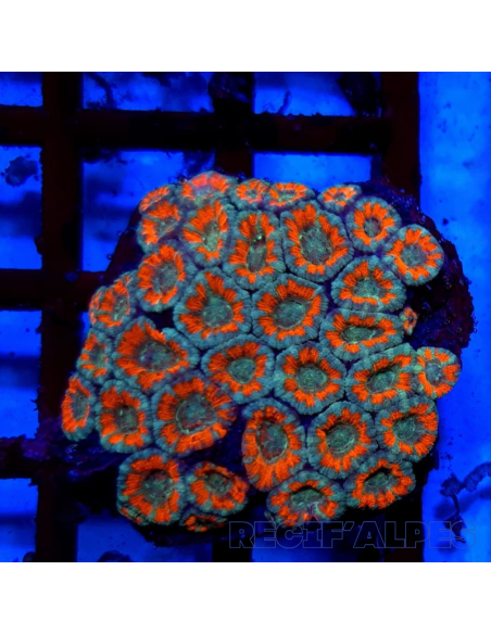 Micromussa lordhowensis (ex Acanthastrea)