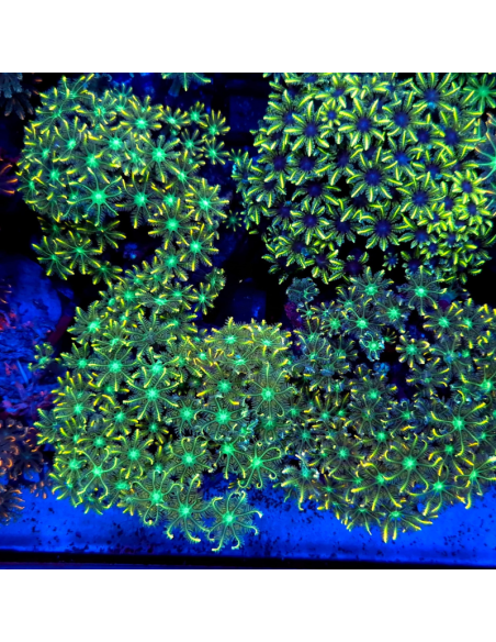 CLAVULARIA SPP M