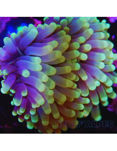 EUPHYLLIA CRISTATA