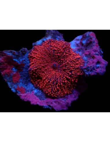 copia de Discosoma ferrugatus (orange) (Ultra)
