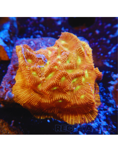 Leptoseris Jack O Lantern