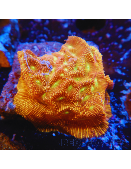 Leptoseris Jack O Lantern