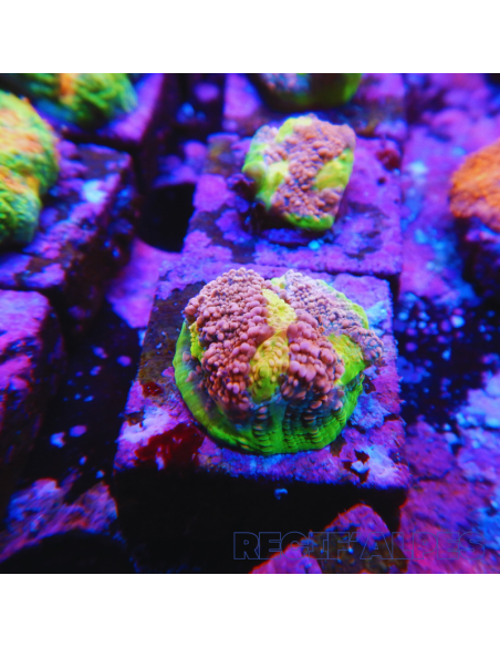 Echinophyllia Watermelon