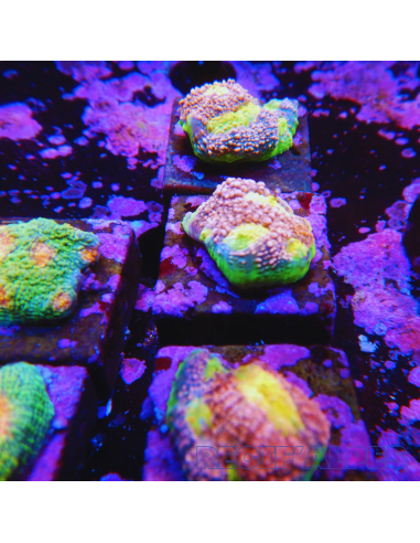 Echinophyllia Watermelon