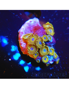 Zoanthus Gold Hornets 2