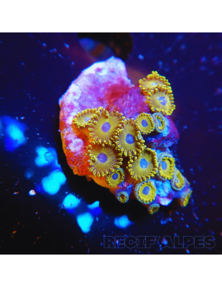 Zoanthus Gold Hornets