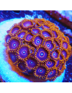 Zoanthus Red Hornets