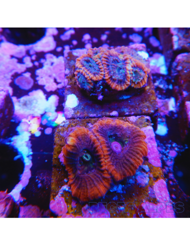 FAVIA SPP