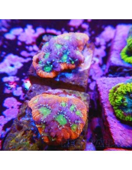 copia de FAVITES SPP ULTRA wysiwyg