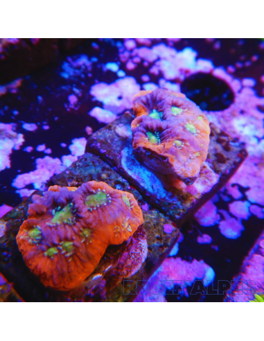 copia de FAVITES SPP ULTRA wysiwyg