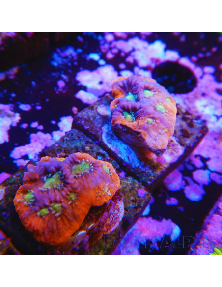 copia de FAVITES SPP ULTRA wysiwyg