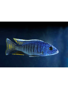 SCIAENOCHROMIS FRYERI femelle