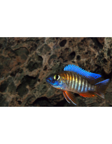 AULONOCARA EUREKA SUPER RED femelle