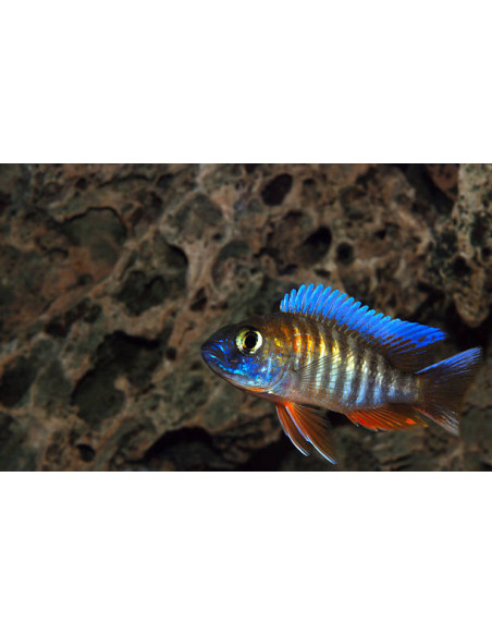AULONOCARA EUREKA SUPER RED femelle