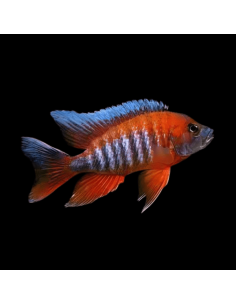 AULONOCARA EUREKA SUPER RED femelle