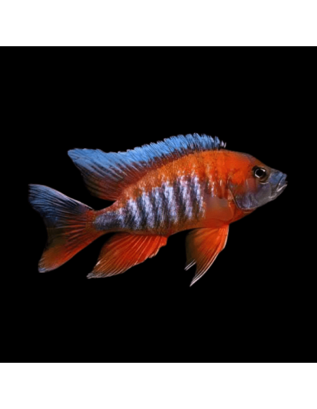 copy of AULONOCARA EUREKA SUPER RED mâle