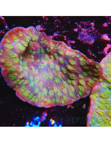 ECHINOPORA LAMELLOSA