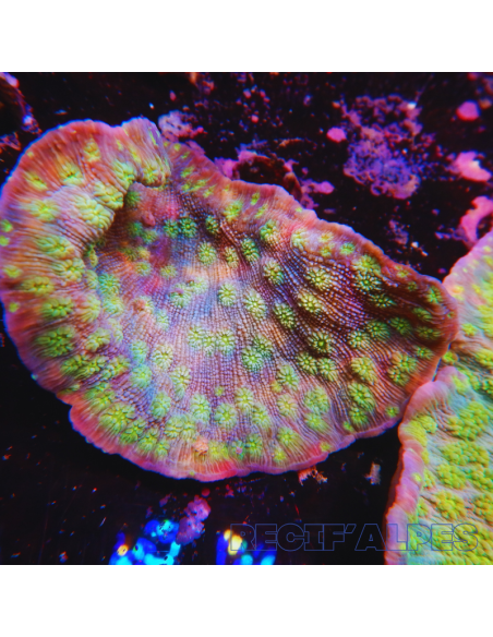 ECHINOPORA LAMELLOSA XL