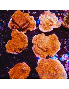 MONTIPORA SPP