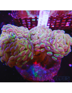 copia de copia de copia de EUPHYLLIA PARANCORA BLEU