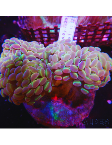 EUPHYLLIA PARAANCORA HOLOGRAMME (2 têtes)