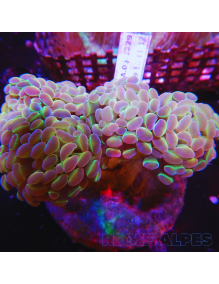 EUPHYLLIA PARAANCORA HOLOGRAMME (2 têtes)