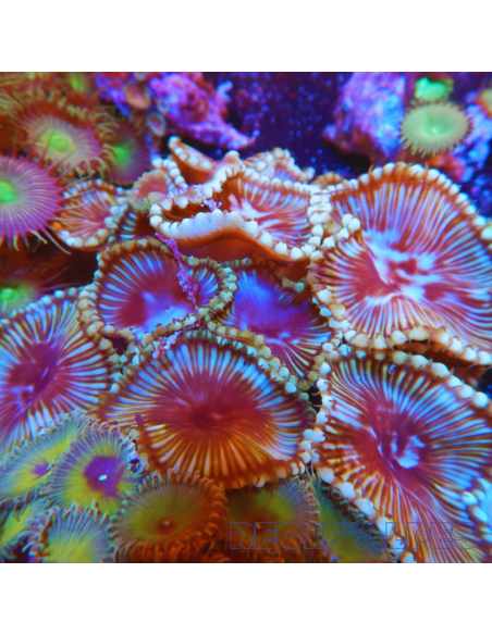 Palythoa grandis