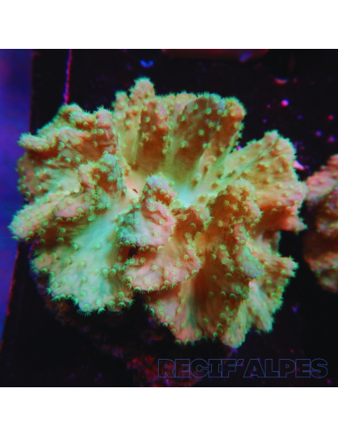 SINULARIA DURA GREEN ultra