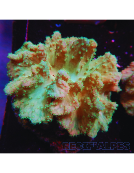 SINULARIA DURA GREEN ultra