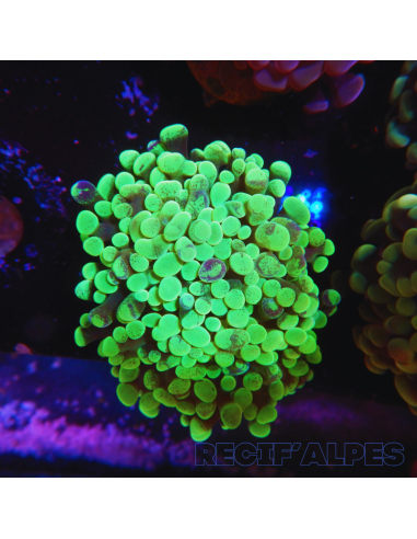 Euphyllia paraancora 41