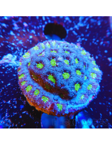 copia de MICROMUSSA AMAKUSENSIS RED GOLD 10