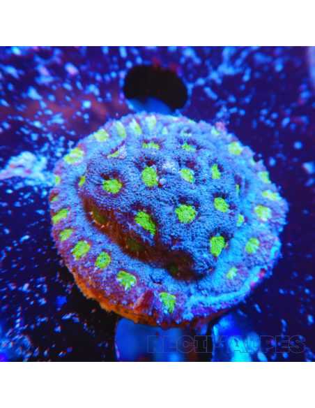 copia de MICROMUSSA AMAKUSENSIS RED GOLD 10