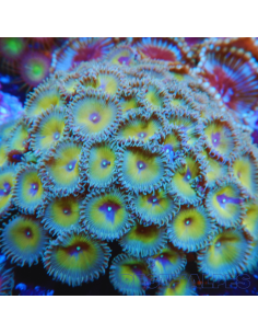 PROTOPALYTHOA