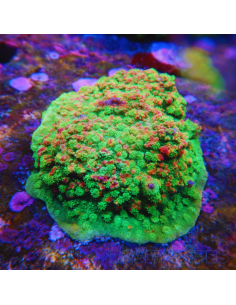 Astreopora rainbow tricolor (rare)